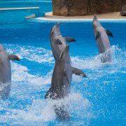 818377_dolphins-performing-at-a-show-photo-credit